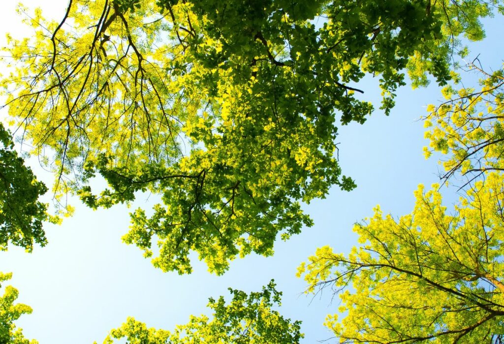 55 arbres replantés sur 3 ans : les équipes de Résonance engagées et éco-responsables
